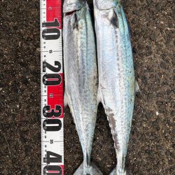 サゴシシーズン5