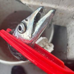 神戸沖のタチウオテンヤ