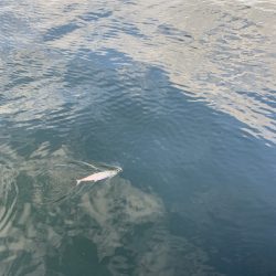 朝マヅメサゴシ