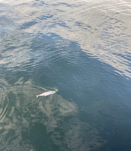 朝マヅメサゴシ