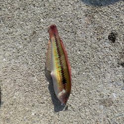 厳しい釣果………