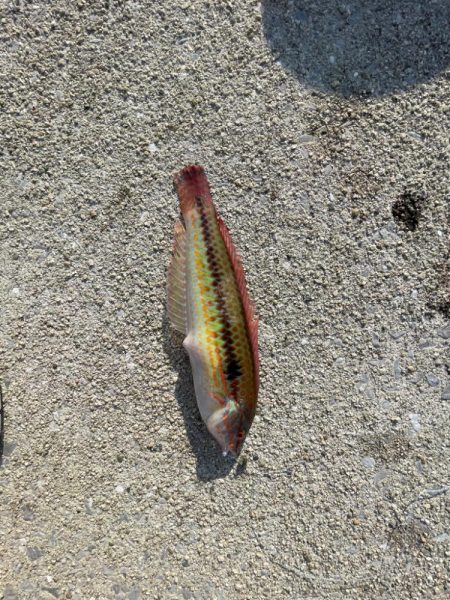 厳しい釣果………