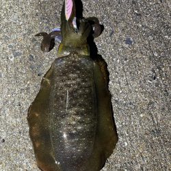 軍艦グリーンでアオリイカ