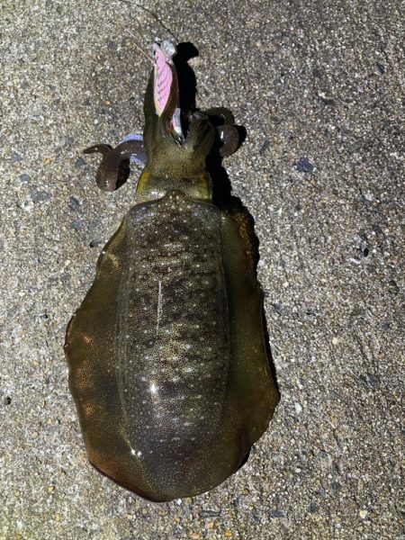 軍艦グリーンでアオリイカ