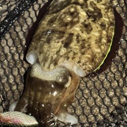 アジングだったけど