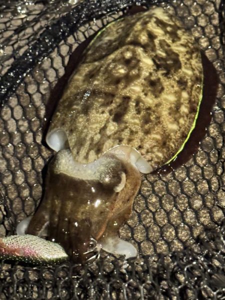 アジングだったけど