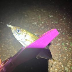 癒しの豆アジングは続く