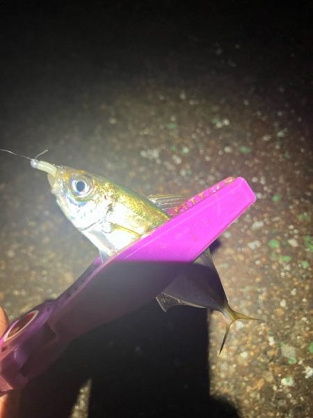 癒しの豆アジングは続く