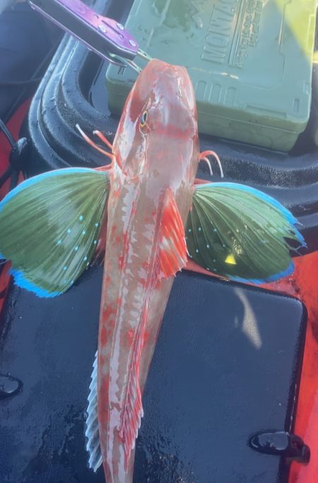 カヤックフィッシング