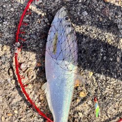 スナメリのせいで青物の気配なし