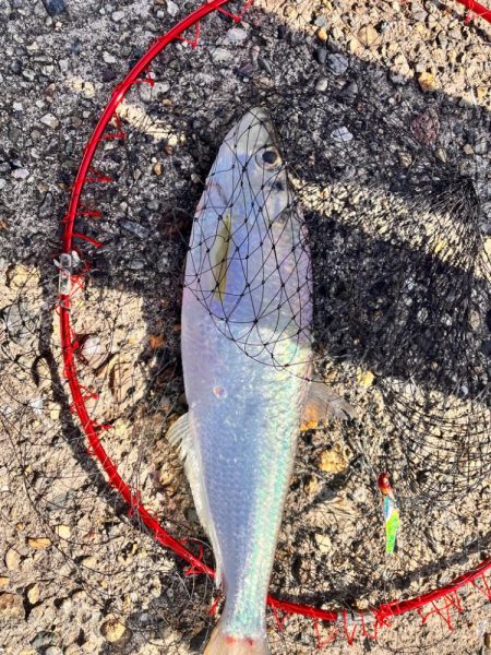 スナメリのせいで青物の気配なし