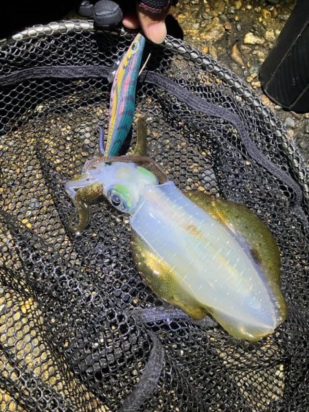 秋🦑　粘って数釣り😅