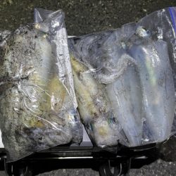 日本海ナイトエギング｜うねり攻略はただ巻きが最強です！