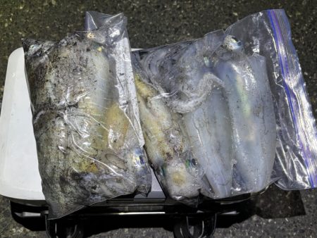 日本海ナイトエギング｜うねり攻略はただ巻き…