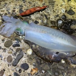 本場淡路島のただ巻きエギングに初緒戦！