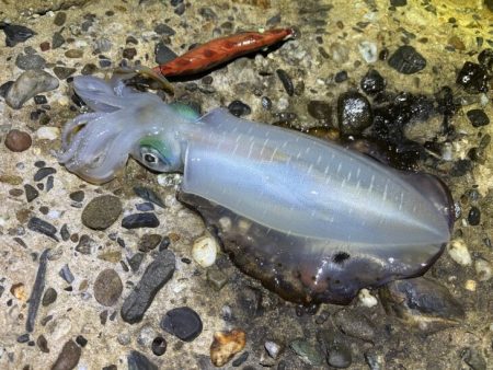 本場淡路島のただ巻きエギングに初緒戦！