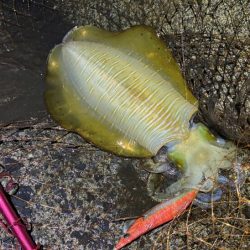 更にデカくなったアオリイカ｜ナイトエギングで好調！