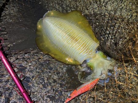 更にデカくなったアオリイカ｜ナイトエギング…