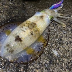 最強のただ巻きエギングとエギ王K最強カラーで連チャンモード