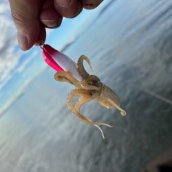 姫路でイイダコ調査！