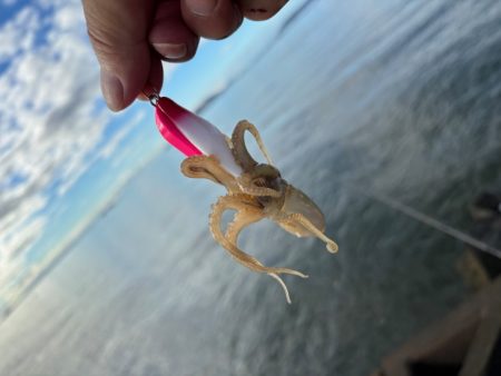 姫路でイイダコ調査！