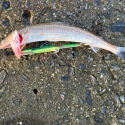 姫路周辺の青物調査！