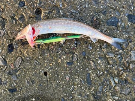 姫路周辺の青物調査！