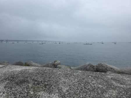 夜明けからずっとサゴシ