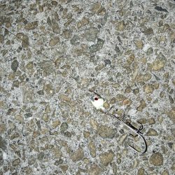 シーズン終盤…　渋かったです