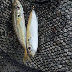 エギングとフロートリグ