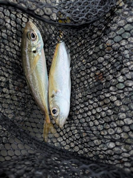 エギングとフロートリグ