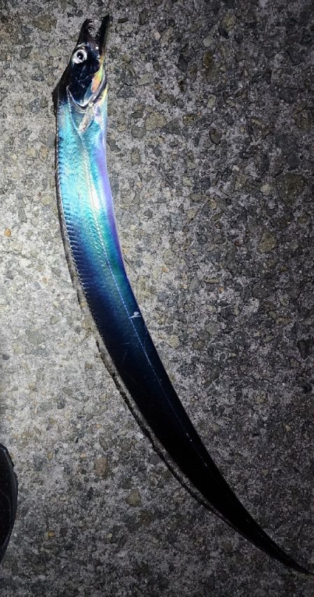 かなりお寒いです