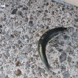 湾奥には青物回遊しません