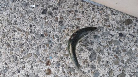 湾奥には青物回遊しません