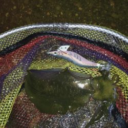 良型どこですかぁ〜?