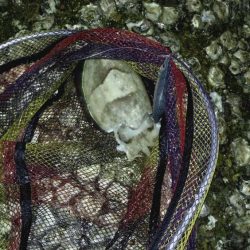 やっぱり軍艦強いよ!