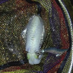 雨が降ってもエギング!