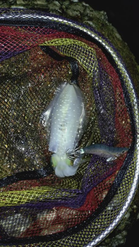 雨が降ってもエギング!