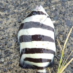 サゴシ活性高し。