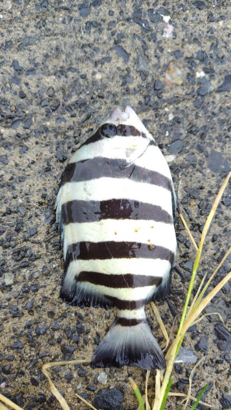 サゴシ活性高し。