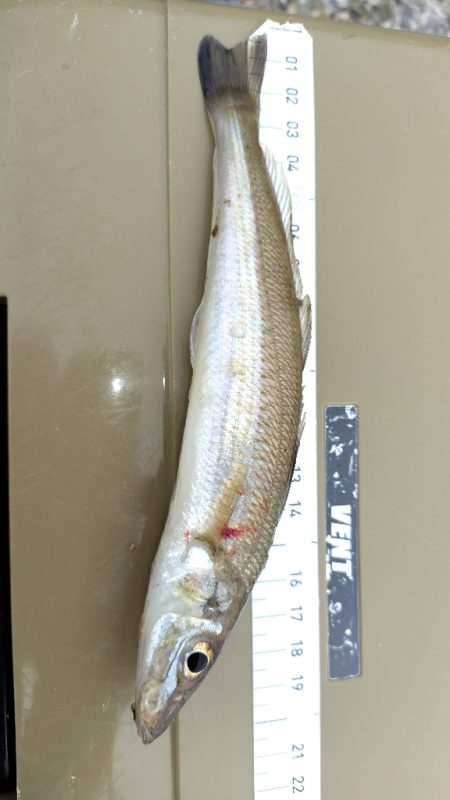 数だけは伸びた。