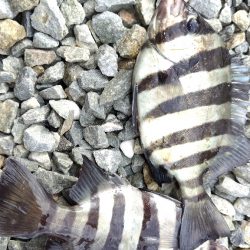 アジはいません