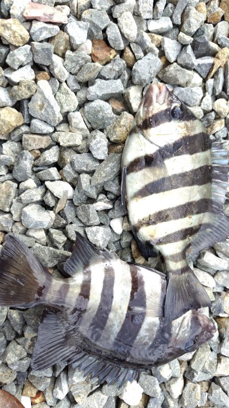 アジはいません