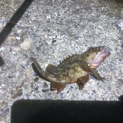 和田島タケノコメバル寄ってきてるのかも?