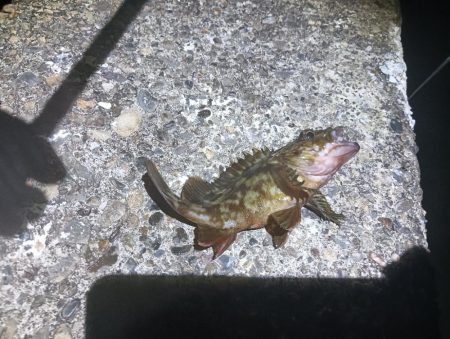 和田島タケノコメバル寄ってきてるのかも?