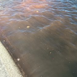 ランガン大移動失敗😣