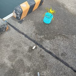 二回目のサビキでようやく初めて魚get