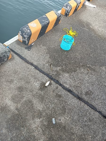 二回目のサビキでようやく初めて魚get