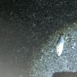 メバルの覚醒？