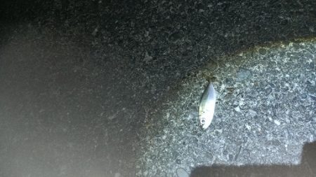 メバルの覚醒？